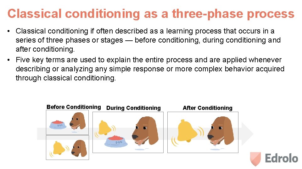 Classical conditioning as a three-phase process • Classical conditioning if often described as a