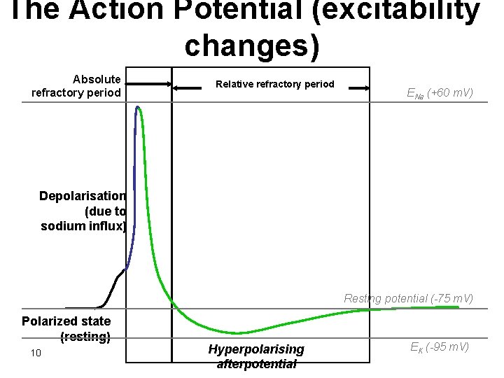 The Action Potential (excitability changes) Absolute refractory period Relative refractory period ENa (+60 m.