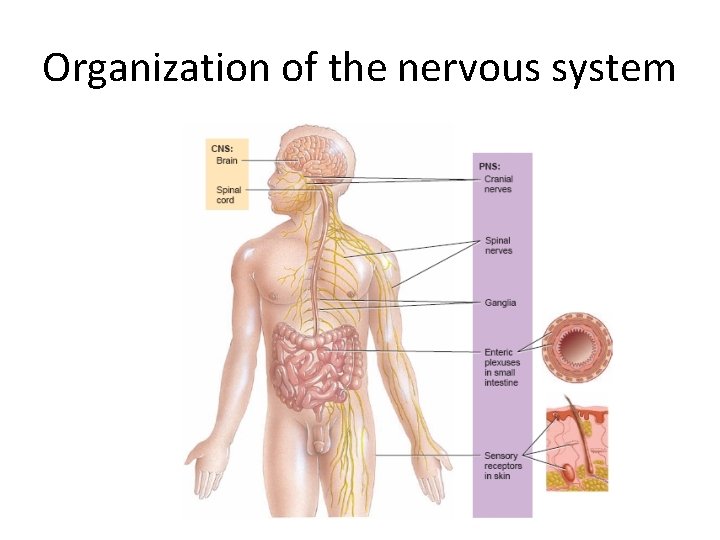 Organization of the nervous system 
