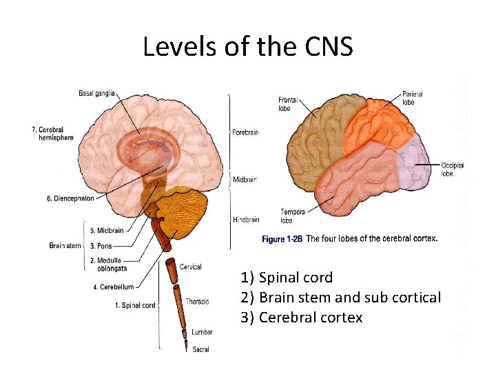 Levels of the CNS 1) Spinal cord 2) Brain stem and sub cortical 3)
