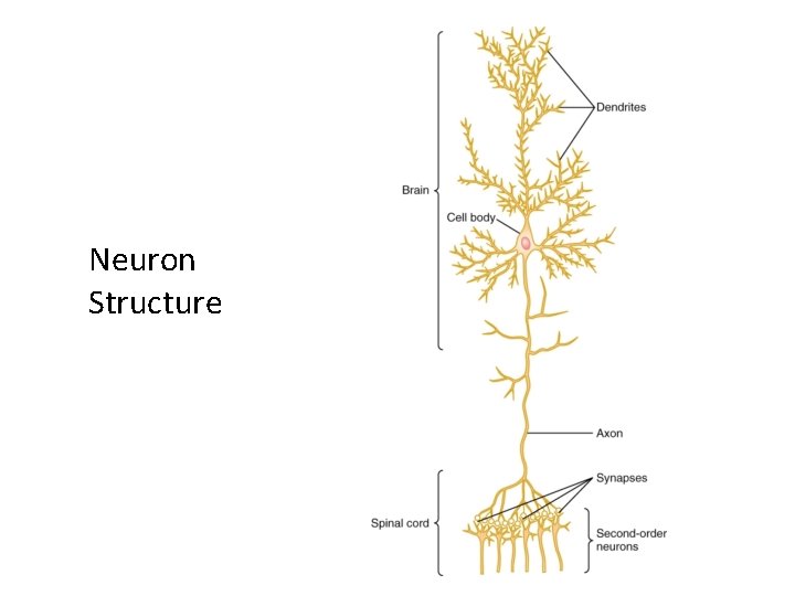 Neuron Structure 