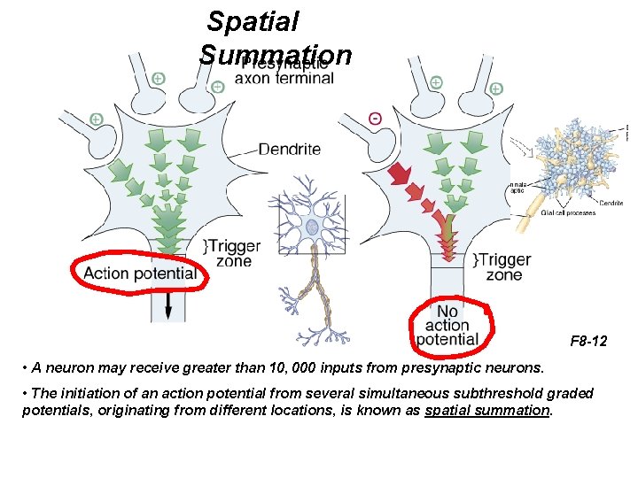 Spatial Summation F 8 -12 • A neuron may receive greater than 10, 000