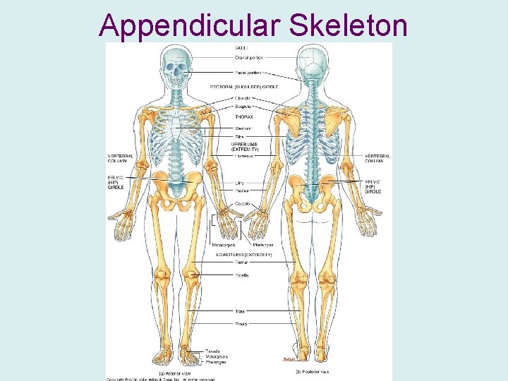 Appendicular Skeleton 