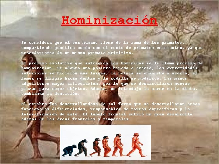 Hominización Se considera que el ser humano viene de la rama de los primates,