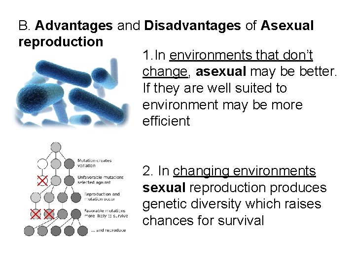 B. Advantages and Disadvantages of Asexual reproduction 1. In environments that don’t change, asexual