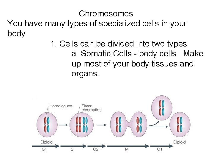 Chromosomes You have many types of specialized cells in your body 1. Cells can