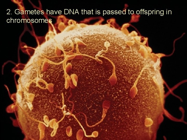 2. Gametes have DNA that is passed to offspring in chromosomes 