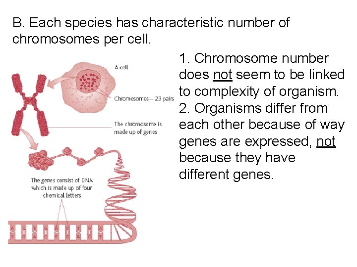 B. Each species has characteristic number of chromosomes per cell. 1. Chromosome number does