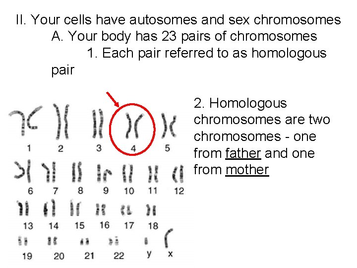 II. Your cells have autosomes and sex chromosomes A. Your body has 23 pairs