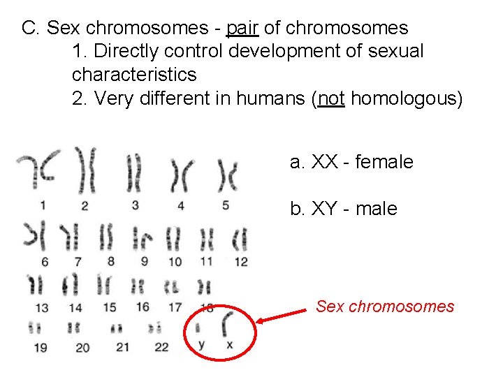 C. Sex chromosomes - pair of chromosomes 1. Directly control development of sexual characteristics