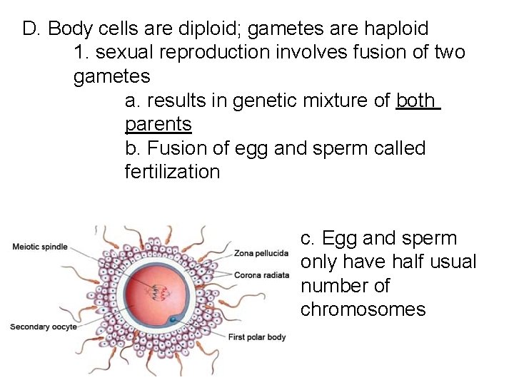 D. Body cells are diploid; gametes are haploid 1. sexual reproduction involves fusion of