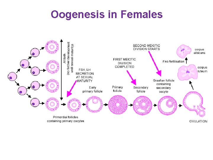 Oogenesis in Females 
