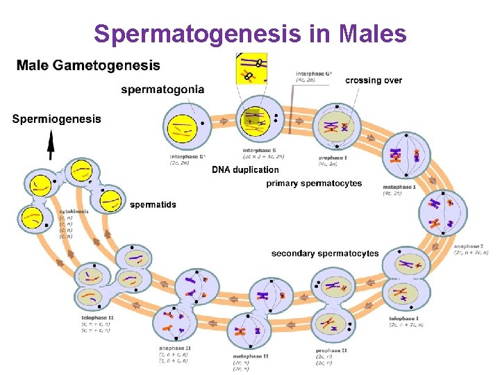 Spermatogenesis in Males 