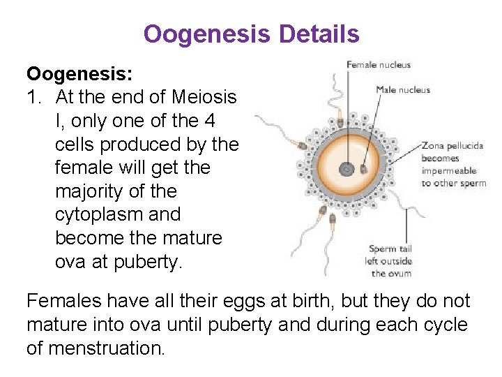 Oogenesis Details Oogenesis: 1. At the end of Meiosis I, only one of the