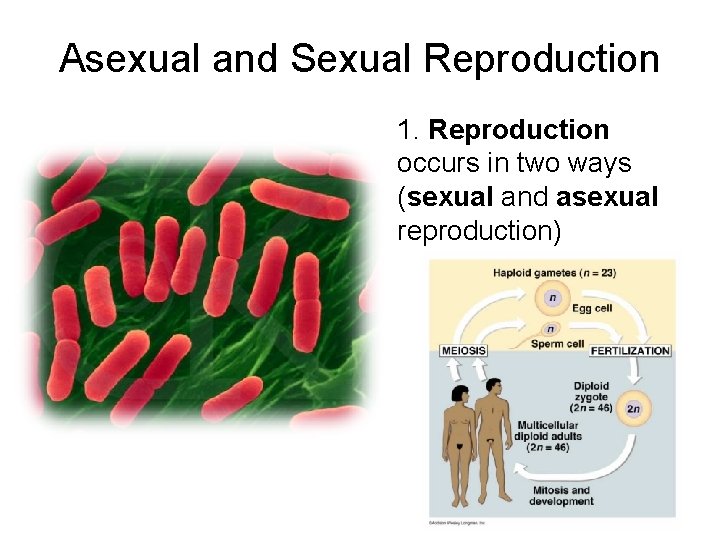 Asexual and Sexual Reproduction 1. Reproduction occurs in two ways (sexual and asexual reproduction)