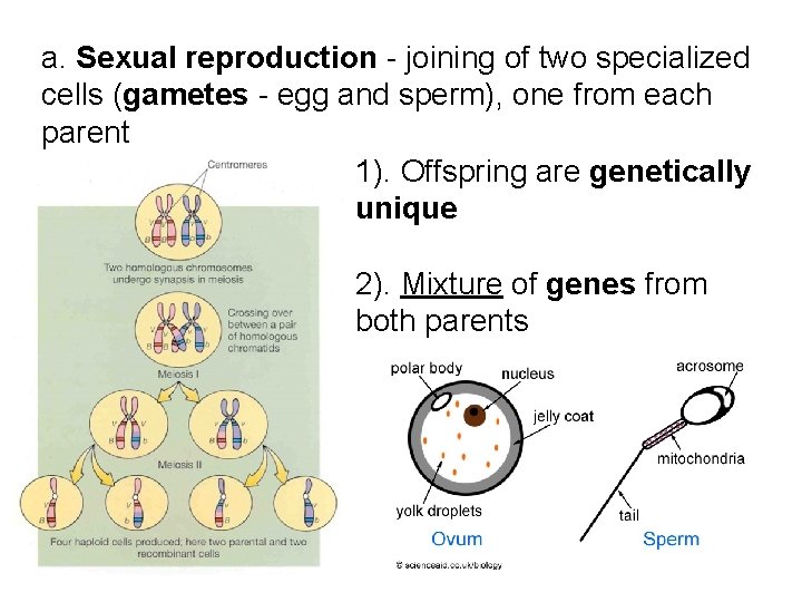 a. Sexual reproduction - joining of two specialized cells (gametes - egg and sperm),
