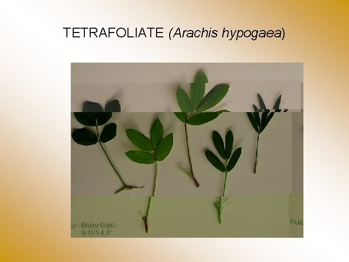 TETRAFOLIATE (Arachis hypogaea) 