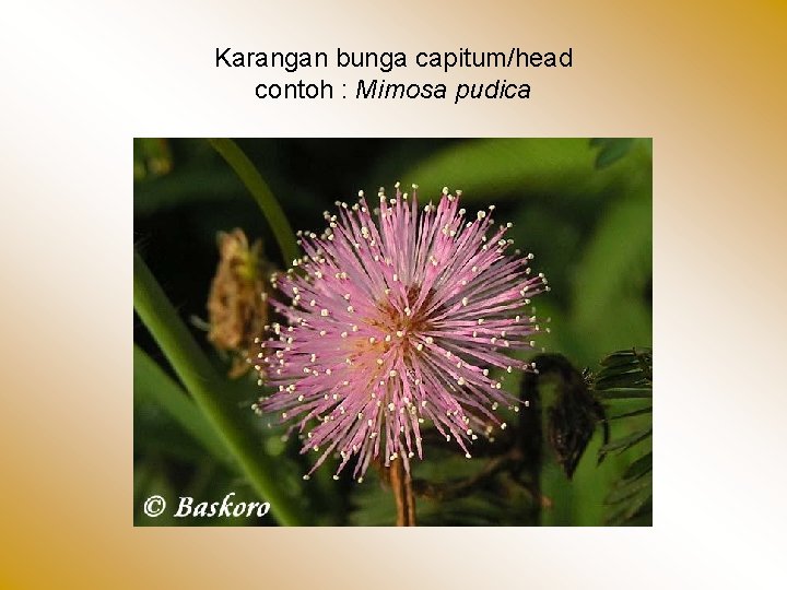 Karangan bunga capitum/head contoh : Mimosa pudica 