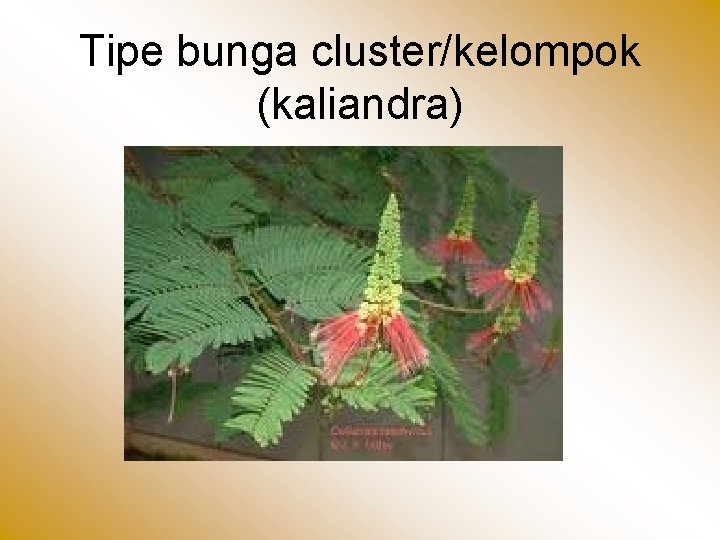 Tipe bunga cluster/kelompok (kaliandra) 