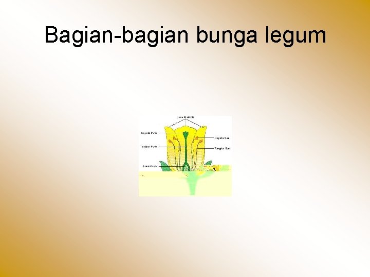 Bagian-bagian bunga legum 