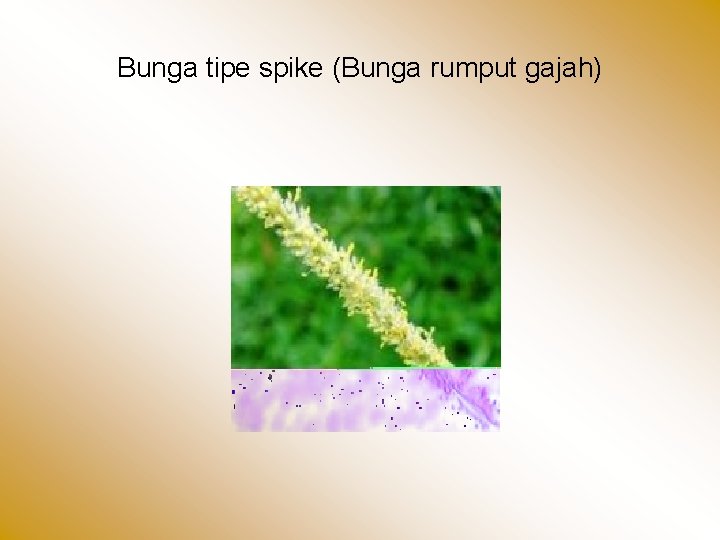 Bunga tipe spike (Bunga rumput gajah) 