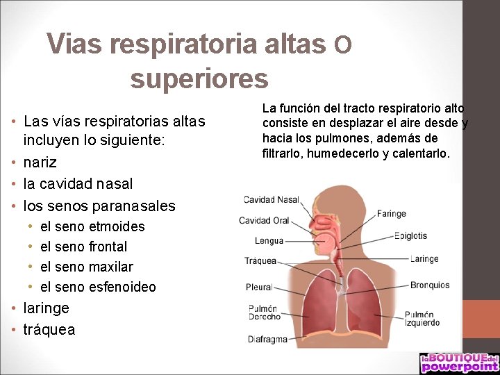 Vias respiratoria altas O superiores • Las vías respiratorias altas incluyen lo siguiente: •