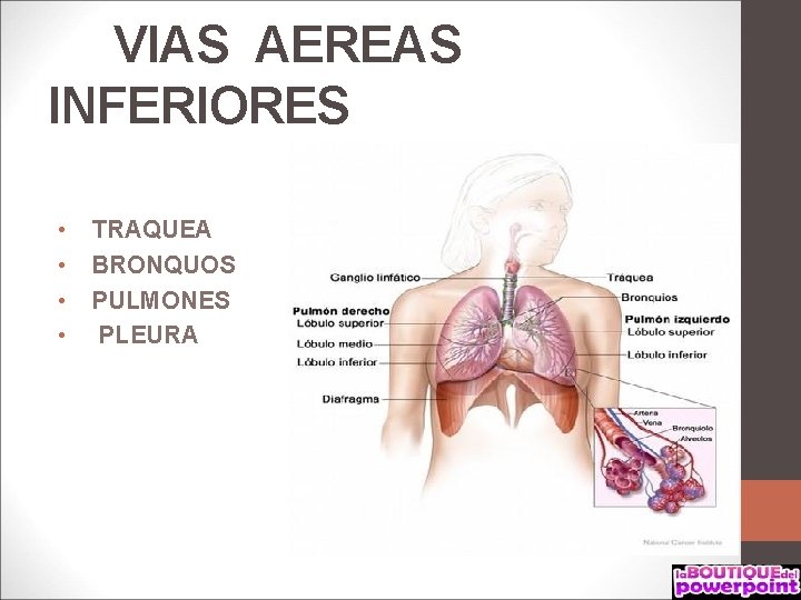 VIAS AEREAS INFERIORES • TRAQUEA • BRONQUOS • PULMONES • PLEURA 