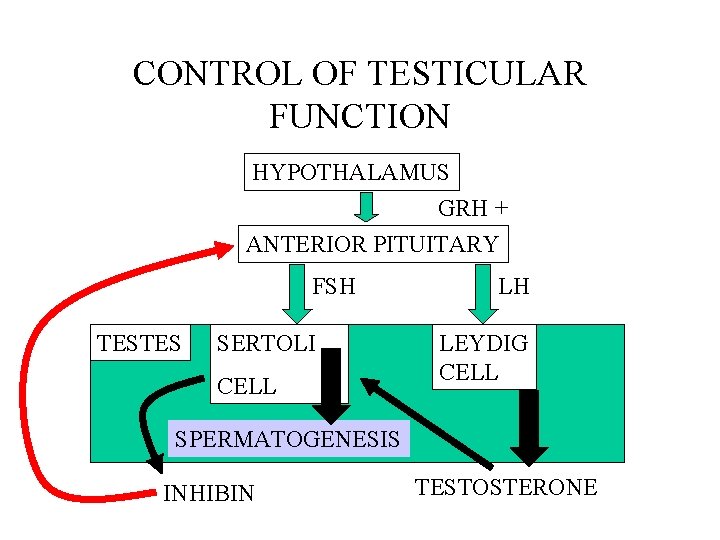 CONTROL OF TESTICULAR FUNCTION HYPOTHALAMUS GRH + ANTERIOR PITUITARY FSH TESTES SERTOLI CELL LH