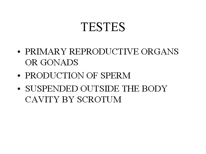 TESTES • PRIMARY REPRODUCTIVE ORGANS OR GONADS • PRODUCTION OF SPERM • SUSPENDED OUTSIDE