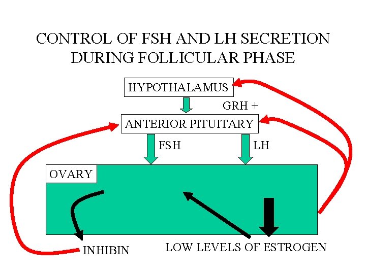 CONTROL OF FSH AND LH SECRETION DURING FOLLICULAR PHASE HYPOTHALAMUS GRH + ANTERIOR PITUITARY