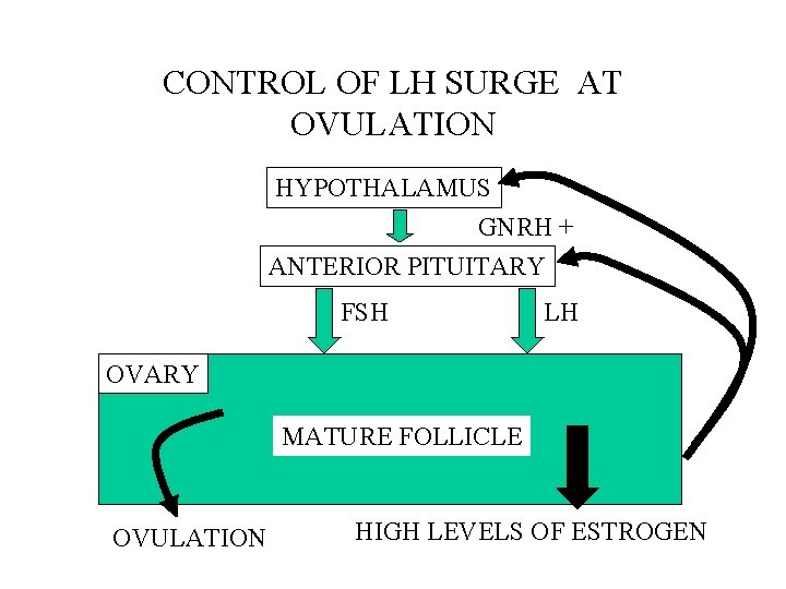 CONTROL OF LH SURGE AT OVULATION HYPOTHALAMUS GNRH + ANTERIOR PITUITARY FSH LH OVARY
