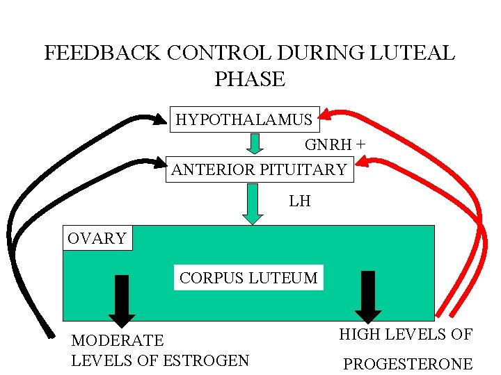 FEEDBACK CONTROL DURING LUTEAL PHASE HYPOTHALAMUS GNRH + ANTERIOR PITUITARY LH OVARY CORPUS LUTEUM