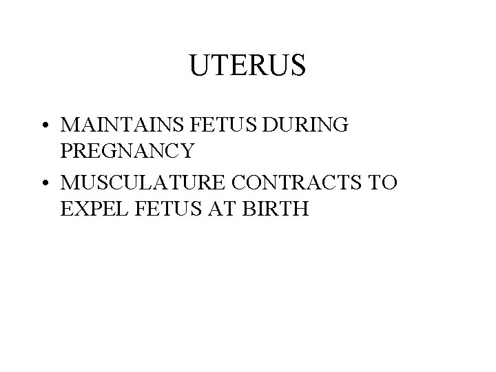 UTERUS • MAINTAINS FETUS DURING PREGNANCY • MUSCULATURE CONTRACTS TO EXPEL FETUS AT BIRTH