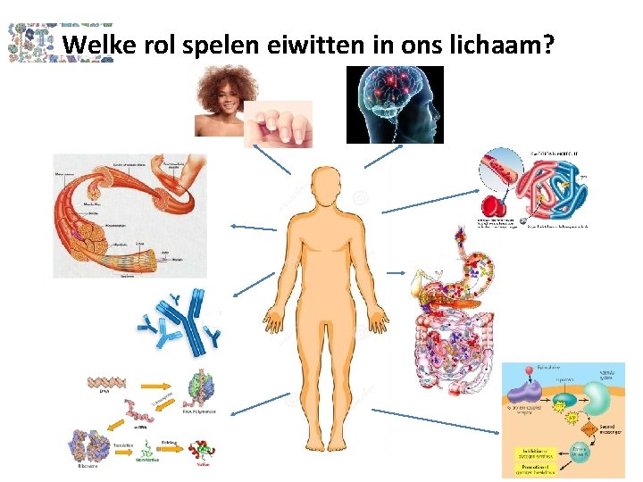 Welke rol spelen eiwitten in ons lichaam? 