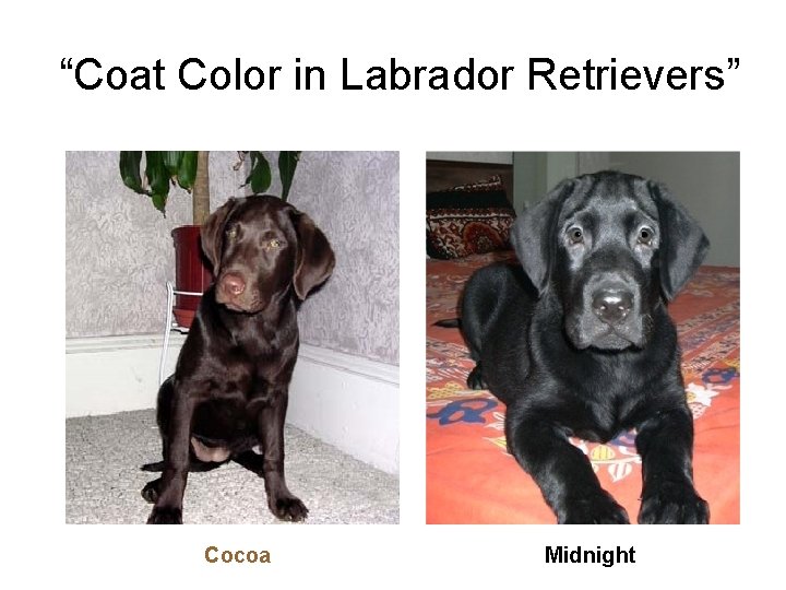 “Coat Color in Labrador Retrievers” Cocoa Midnight 