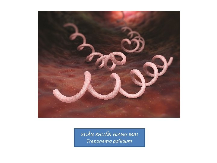 XOẮN KHUẨN GIANG MAI Treponema pallidum 