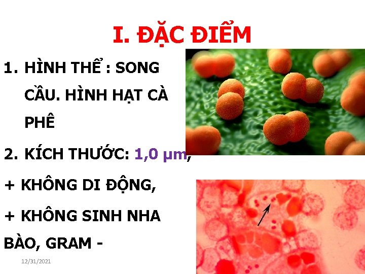 I. ĐẶC ĐIỂM 1. HÌNH THỂ : SONG CẦU. HÌNH HẠT CÀ PHÊ 2.