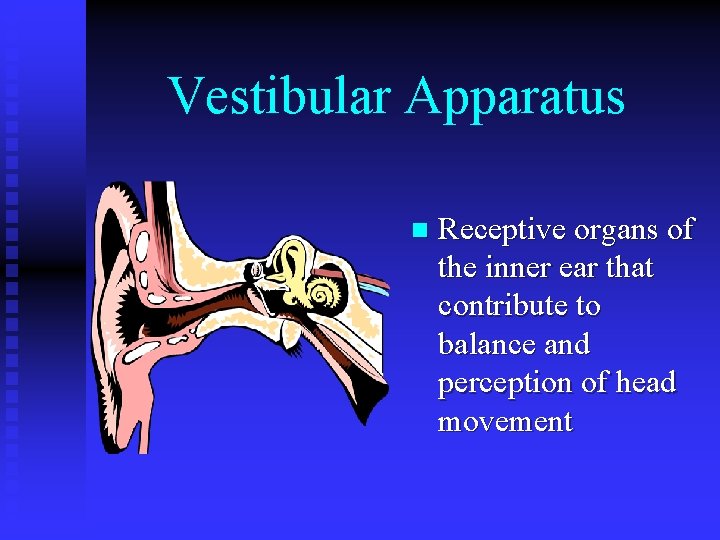 Vestibular Apparatus n Receptive organs of the inner ear that contribute to balance and