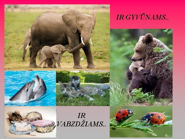 IR GYVŪNAMS. . IR VABZDŽIAMS. . 