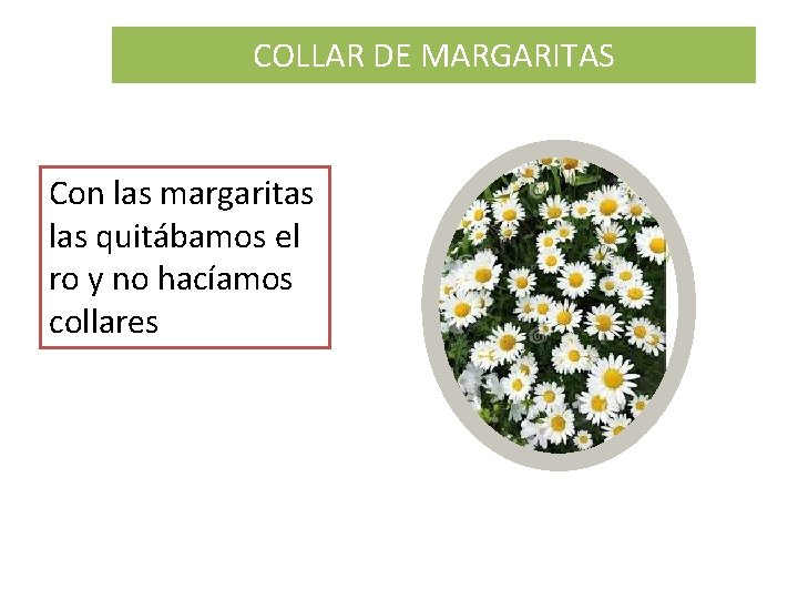 COLLAR DE MARGARITAS Con las margaritas las quitábamos el ro y no hacíamos collares