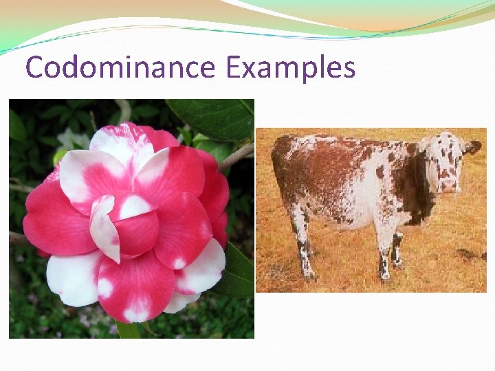 Codominance Examples 