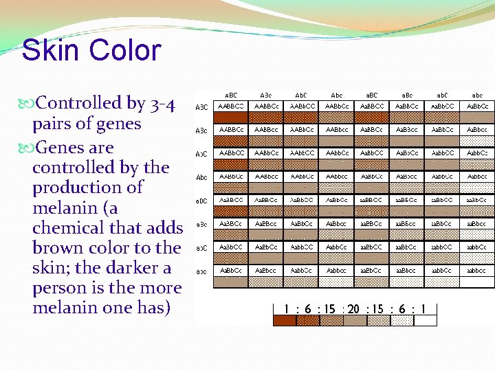 Skin Color Controlled by 3 -4 pairs of genes Genes are controlled by the