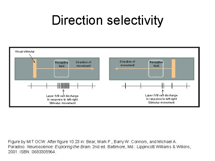 Direction selectivity Visual stimulus Receptive field Direction of movement Layer IVB cell discharge In