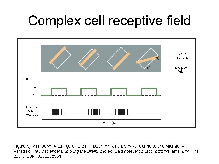 Complex cell receptive field Visual stimulus Receptive field Light: ON OFF Record of Action