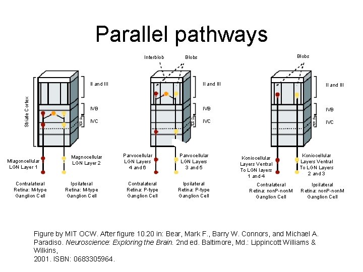 Parallel pathways Striate Cortex Interblob Mlagoncellular LGN Layer 1 Contralateral Retina: M-type Ganglion Cell