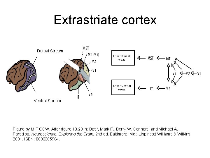Extrastriate cortex Dorsal Stream Other Dorsal Areas Other Ventral Areas Ventral Stream Figure by