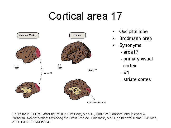 Cortical area 17 Human Macaque Monk y 1 cm Area 17 • Occipital lobe