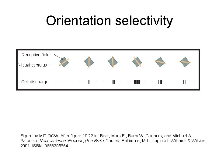 Orientation selectivity Receptive field Visual stimulus Cell discharge Figure by MIT OCW. After figure