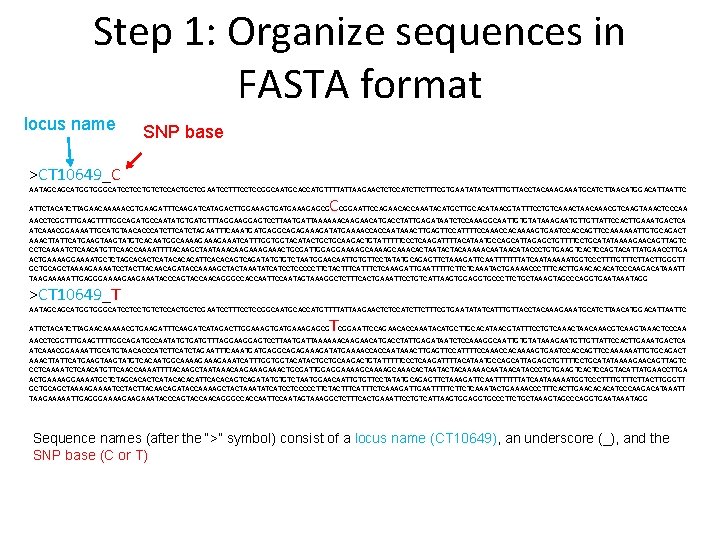 Step 1: Organize sequences in FASTA format locus name SNP base >CT 10649_C AATAGCAGCATGGTGGGCATCCTCCTGTCTCCACTGCTCGAATCCTTTCCTCCGGCAATGCACCATGTTTTATTAAGAACTCTCCATCTTCTTTCGTGAATATATCATTTGTTACCTACAAAGAAATGCATCTTAACATGGACATTAATTC