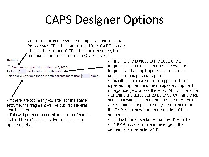 CAPS Designer Options • If this option is checked, the output will only display